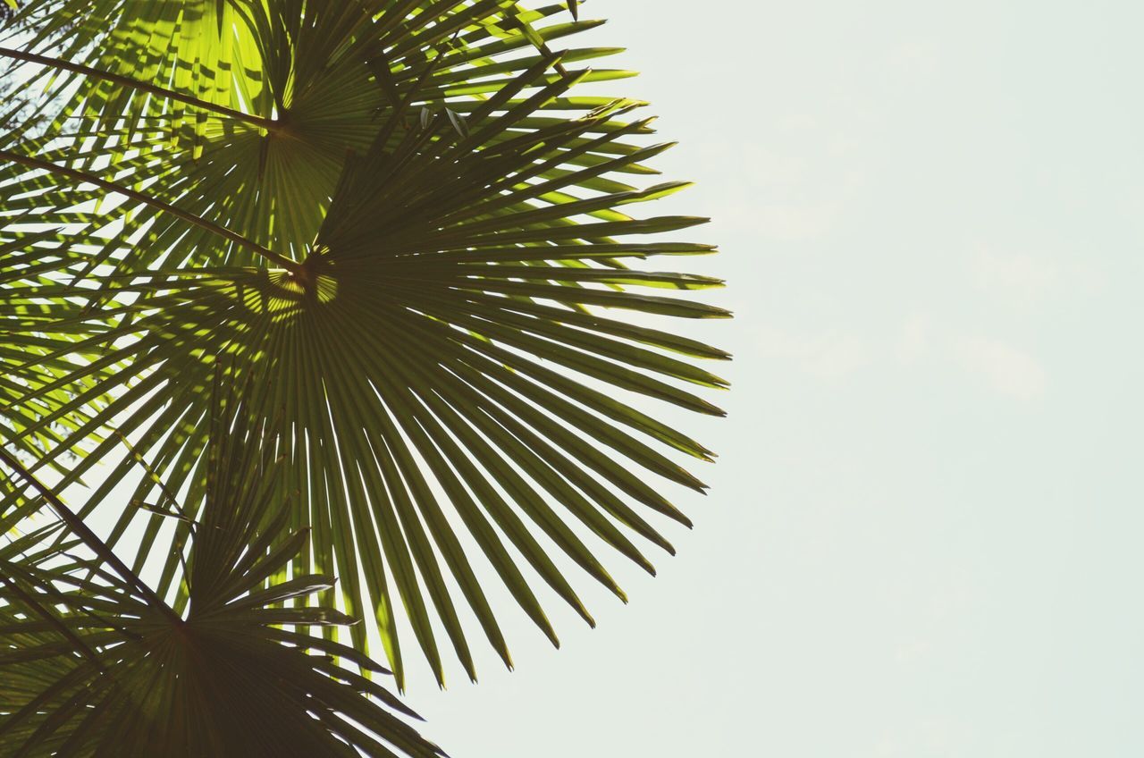 low angle view, palm tree, sky, tree, growth, tall - high, leaf, outdoors, nature, day, no people, tall, beauty in nature, tranquility