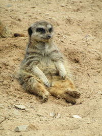 View of lion sitting on sand