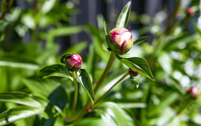 The photo of several bulbs of a peony in the sun