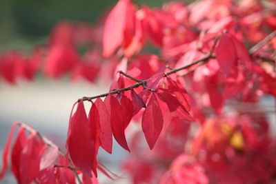 Close-up of plant