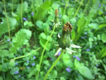 Close-up of insect on flower