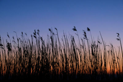 Close-up of silhouette plants on field against sunset sky