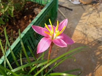 Close-up of lotus blooming outdoors