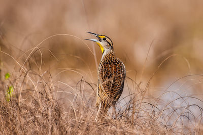 Close-up of bird perching on tree