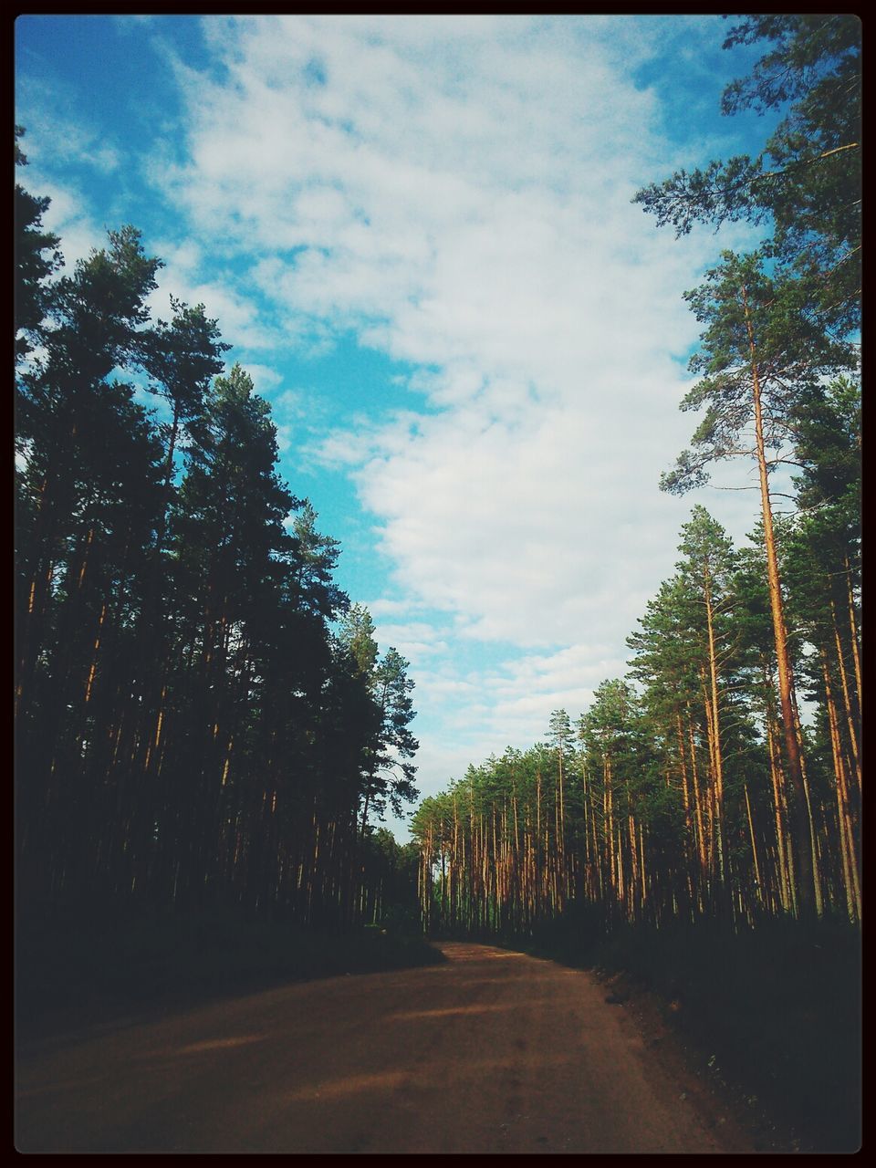 tree, transfer print, sky, the way forward, road, auto post production filter, tranquility, tranquil scene, diminishing perspective, cloud - sky, nature, growth, cloud, vanishing point, beauty in nature, transportation, scenics, outdoors, day, treelined