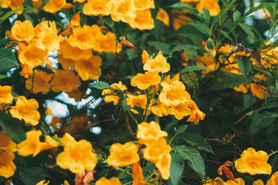 Close-up of yellow flowering plants