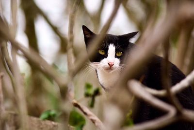 Portrait of kitten on plant