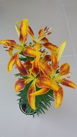 Close-up of yellow flowers against white background