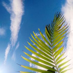 Low angle view of palm tree leaves against sky