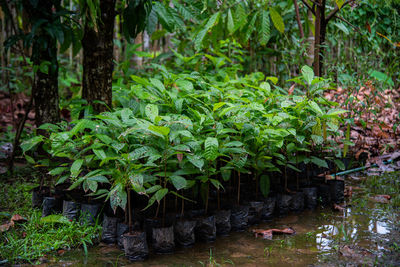 Plants and trees in a forest