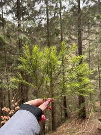 Cropped hand of woman holding plant