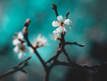 Close-up of cherry blossoms in spring