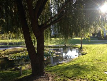 Sun shining through trees in park