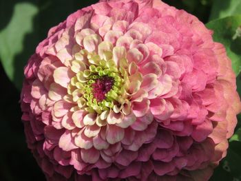 Close-up of pink flower