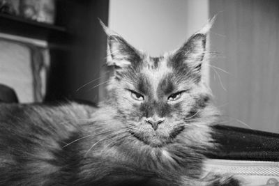 Close-up portrait of cat relaxing at home