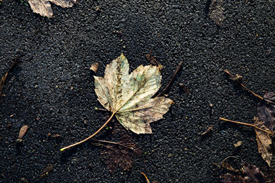 High angle view of dry leaves on road