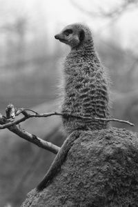 Rear view of a meerkat looking away