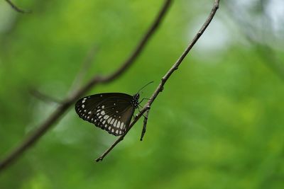 Close-up of butterfly on leaf