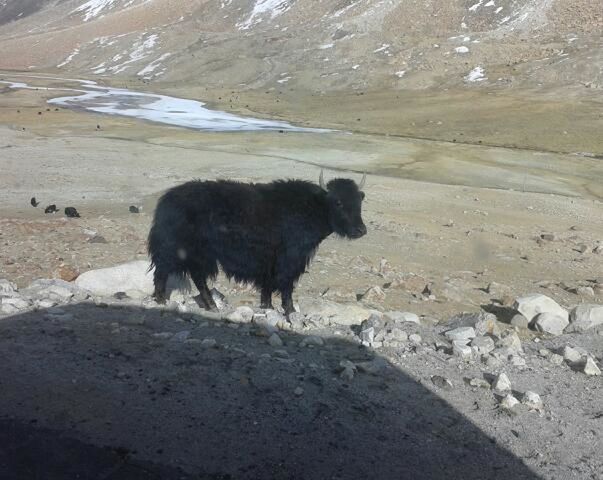 ....on a way of Leh, india.