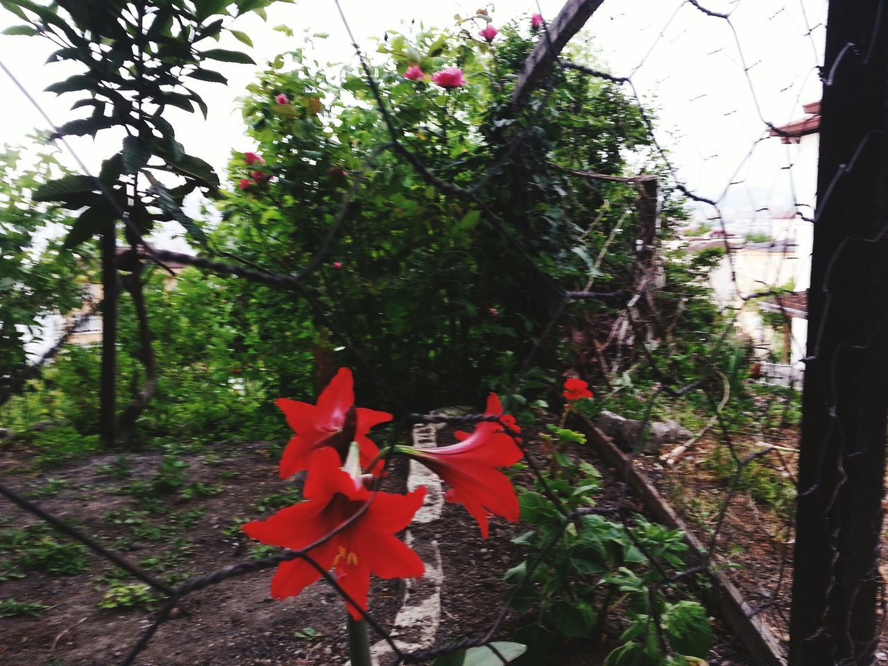 flower, growth, plant, freshness, fragility, red, petal, tree, nature, beauty in nature, focus on foreground, leaf, blooming, flower head, close-up, front or back yard, day, in bloom, outdoors, no people