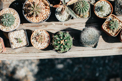 High angle view of potted plants on table