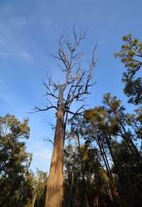 Low angle view of bare trees against blue sky