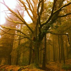 Trees in forest