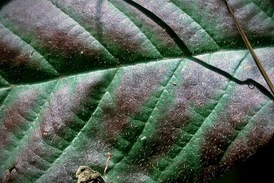 Full frame shot of leaves