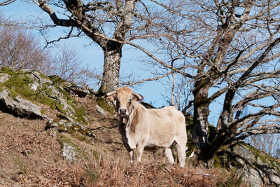 View of a horse on tree