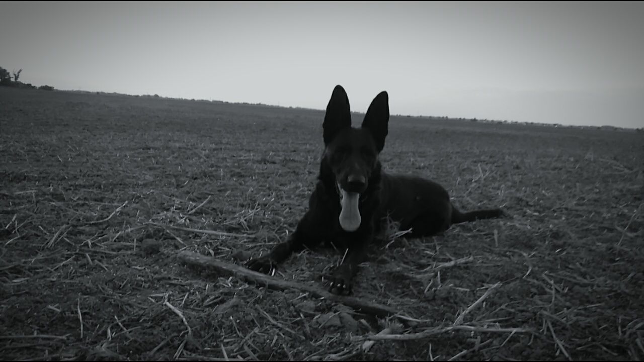 DOG STANDING ON FIELD