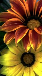 Close-up of yellow flower