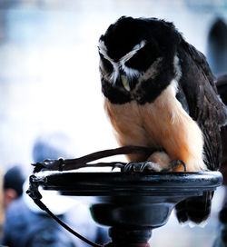 Close-up of duck holding bird