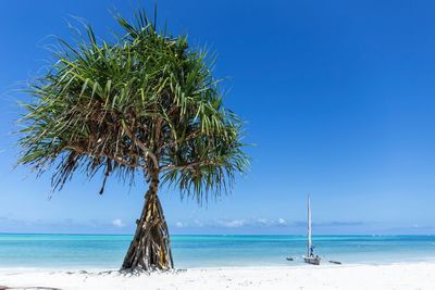 Tree at beach against blue sky