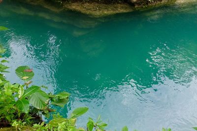 Close-up of water floating on lake