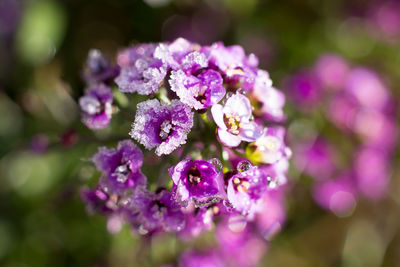 Close-up of purple flowers