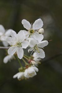 Close-up of white flowers