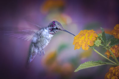 Close-up of honey bee on flower