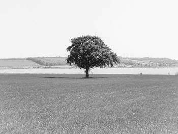 Tree on field against clear sky