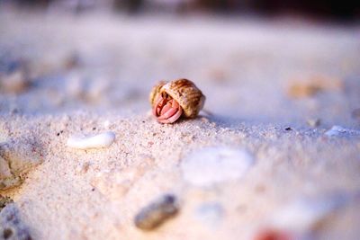 Close-up of shells on beach