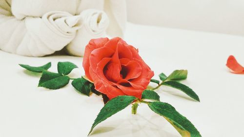 Close-up of white roses