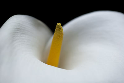 Close-up of leaf over black background