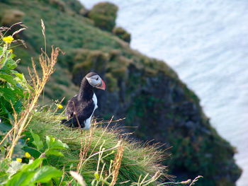 Bird perching on a rock