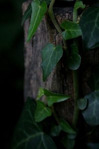 Close-up of green leaves