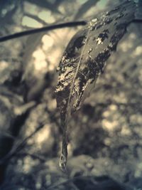 Close-up of frozen tree branch during winter