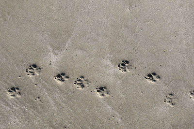 Dog paw prints on sand 