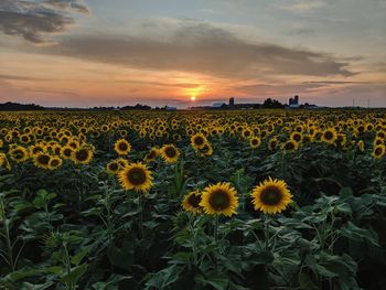 Scenic view of sunflower field against sky during sunset