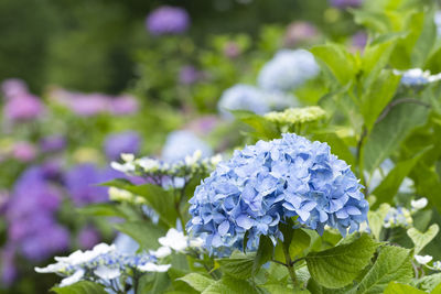 Close-up of blue hydrangea flowers