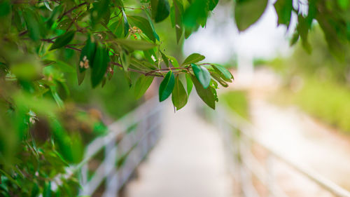 Close-up of plant against blurred background