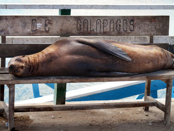 Sea lion resting on bench against sea