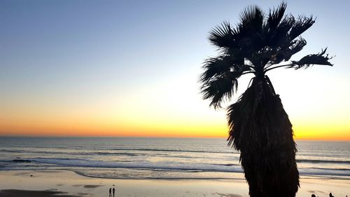 Silhouette tree on beach against sky during sunset